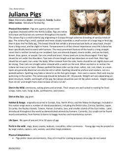 Juliana Pigs - Cincinnati Zoo