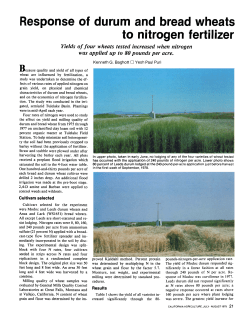 Response of durum and bread wheats to nitrogen fertilizer