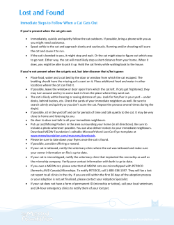 Lost and Found - MEOW Foundation