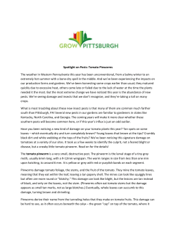 Tomato Pinworms - Grow Pittsburgh