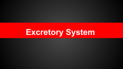 Excretory System