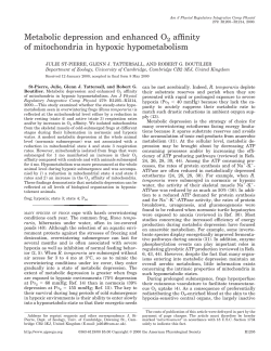 Metabolic depression and enhanced O2 affinity of