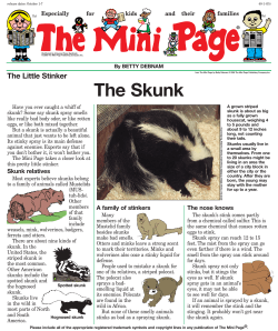 The Skunk