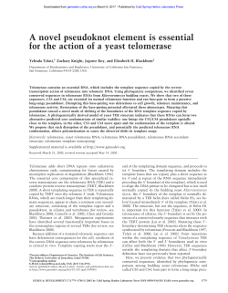 A novel pseudoknot element is essential for the action
