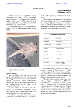 Artemia salina