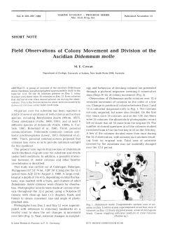 Field Observations of Colony Movement and Division of the Ascidian