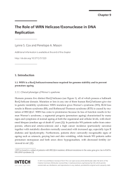 The Role of WRN Helicase/Exonuclease in DNA Replication