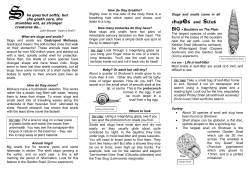 Slugs and Snails on Shotover