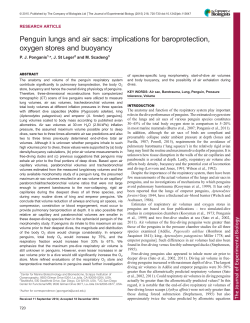 Penguin lungs and air sacs - Journal of Experimental Biology