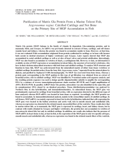 Purification of Matrix Gla Protein From a Marine Teleost Fish