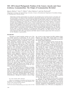 SSU rRNA-based Phylogenetic Position of the Genera Amoeba and