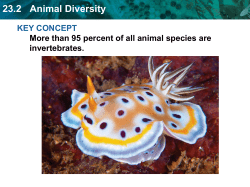 23.2 Animal Diversity