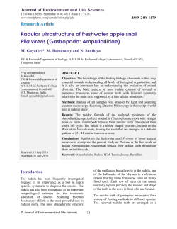 Radular ultrastructure of freshwater apple snail Pila virens