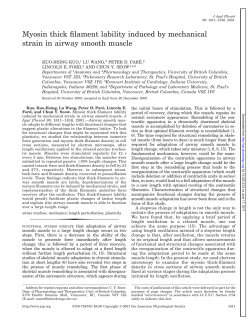 Myosin thick filament lability induced by mechanical strain in airway