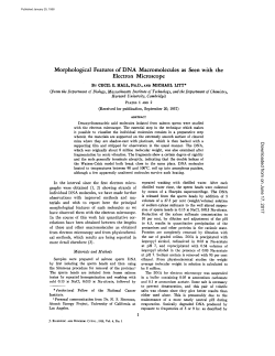 Morphological Features of DNA Macromolecules as Seen with the