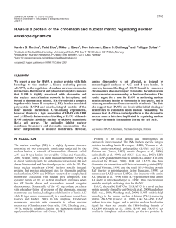 Nuclear envelope anchoring to chromatin by HA95