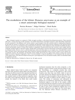 The exoskeleton of the lobster Homarus americanus as an example