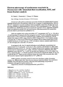 Electron microscopy of synchronous exocytosis in