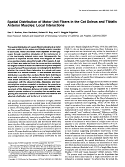 Spatial Distribution of Motor Unit Fibers in the Cat Soleus and