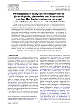 Phylogenomic analyses of lophophorates