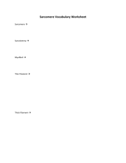Sarcomere Vocabulary Worksheet