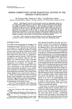 Sperm Competition After Sequential Mating in the Ringed Turtle-Dove
