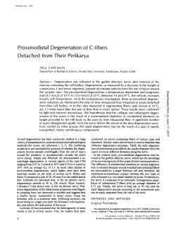Proximodistal Degeneration of C-fibers Detached from Their Perikarya