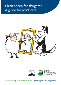 Clean sheep for slaughter: A guide for producers