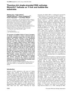 Thyminerich singlestranded DNA activates Mcm4/6/7 helicase on