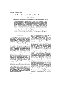Molluscan Metamorphosis: A Study in Tissue Transformation