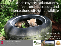 Urban coyotes` adaptations, effects on landscapes, and interactions