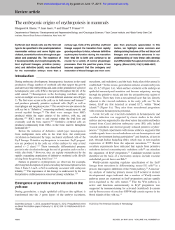 The embryonic origins of erythropoiesis in mammals