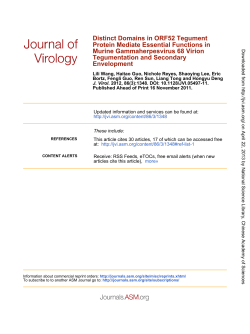 Distinct Domains in ORF52 Tegument Protein Mediate Essential