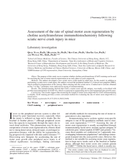 Assessment of the rate of spinal motor axon regeneration by choline