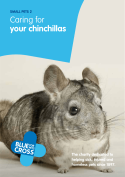 Caring for your chinchillas