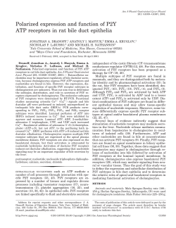 Polarized expression and function of P2Y ATP receptors in rat bile
