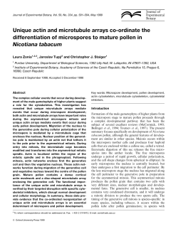 Unique actin and microtubule arrays co-ordinate