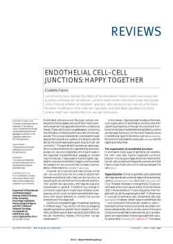 ENDOTHELIAL CELL&ndash;CELL JUNCTIONS: HAPPY TOGETHER