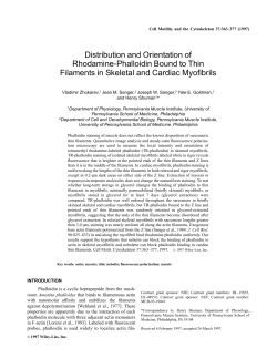 Distribution and Orientation of Rhodamine