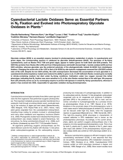 Cyanobacterial Lactate Oxidases Serve as Essential
