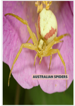 common australian spiders
