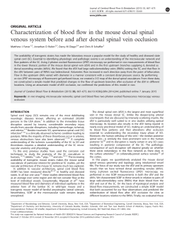 Characterization of blood flow in the mouse dorsal spinal venous
