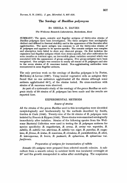 807 The Serology of Bacillus polymyxa