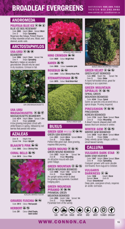 BROADLEAF EVERGREENS