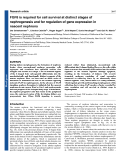 FGF8 is required for cell survival at distinct stages of