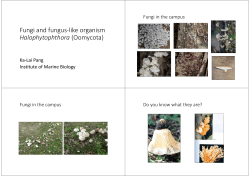 Fungi and fungus‐like organism Halophytophthora (Oomycota)