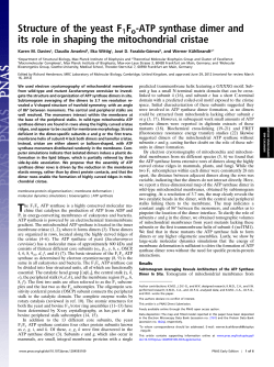 Structure of the yeast F1 Fo -ATP synthase dimer and its role in