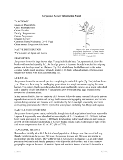Sargassum horneri information sheet