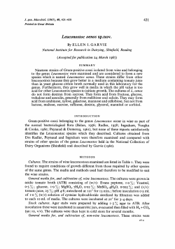 Leuconostoc oenos sp.nov.