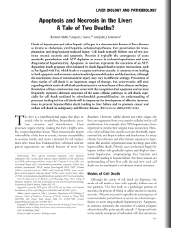 Apoptosis and necrosis in the liver: A tale of two